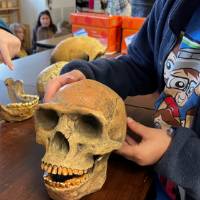 Student examines Neadnerthal skull